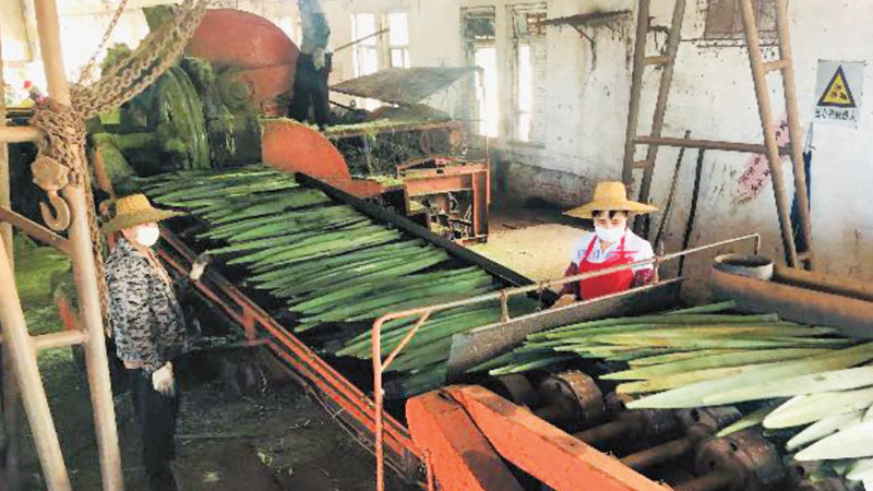 e劍麻加工設(shè)備服務(wù)